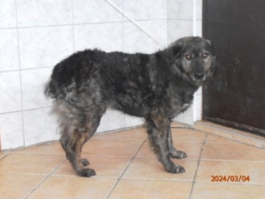 Tamio kroatischer Schäferhund Mischlingsrüde Mischling Rüde Junghund sucht Zuhause oder Pflegestelle Bild 2