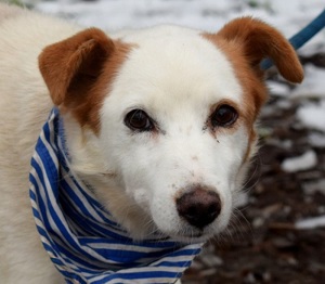 Orbit - soll als Einzelhund im ruhigen Zuhause,bei geduldigen,erfahrenen Menschen endlich frei leben