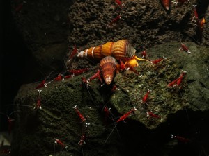 Tylomelania sp. Orange - Turmdeckelschnecke - Felsschnecke Bild 3