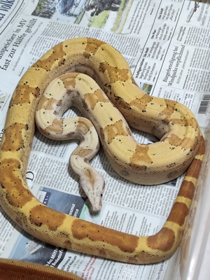 Boa constrictor Imperator sunglow vpi t+ albino hypo