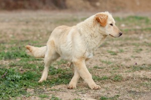 Coco - verspieltes Hundemädchen sucht ein Körbchen.