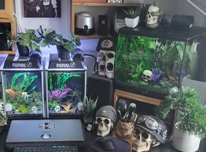 Suche kostenlose Zierfische für meine 4 kleinen Aquarien  Bild 2