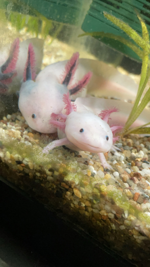 Axolotl suchen ein zu Hause  Bild 5