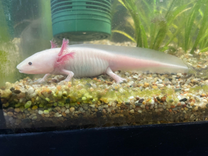 Axolotl suchen zu Hause Bild 2