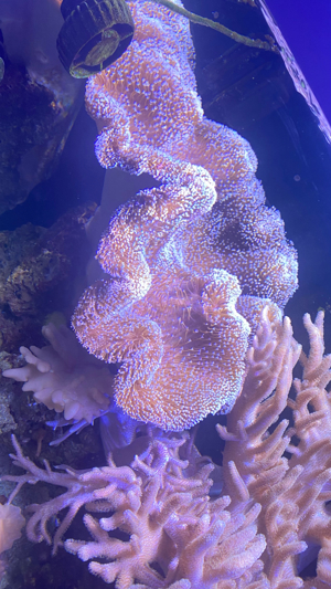 Mehrere Pilzleder Korallen zu verkaufen Bild 9