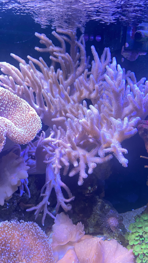 Mehrere Pilzleder Korallen zu verkaufen Bild 8