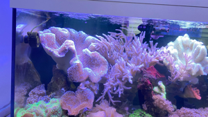Mehrere Pilzleder Korallen zu verkaufen Bild 6
