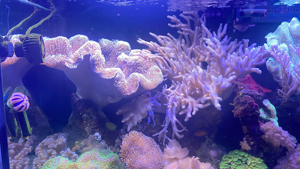 Mehrere Pilzleder Korallen zu verkaufen Bild 5