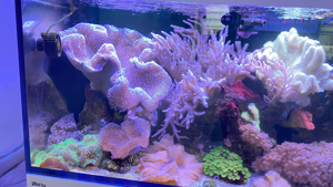 Mehrere Pilzleder Korallen zu verkaufen Bild 7