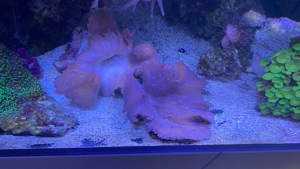 Mehrere Pilzleder Korallen zu verkaufen Bild 3