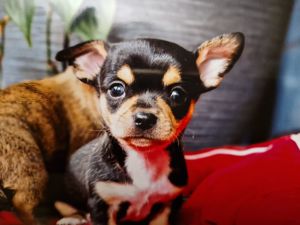 Chihuahua Welpen reinrassig Bild 1