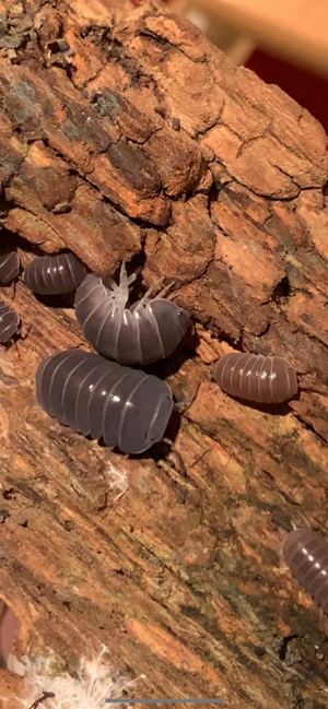 Armadillo Officinalis "Türkei, Edirne"