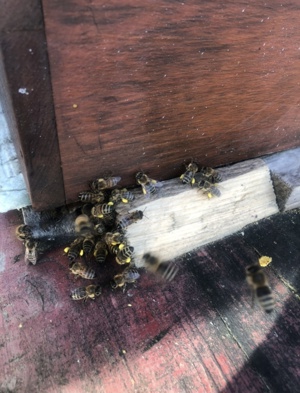 Bienenvölker Wirtschaftsvölker zu verkaufen Bild 2