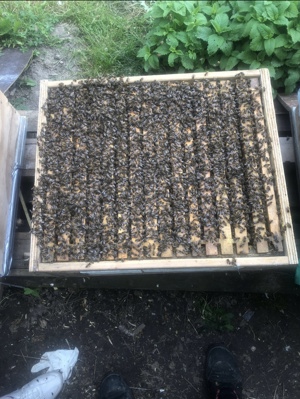 Bienenvölker Wirtschaftsvölker zu verkaufen Bild 5