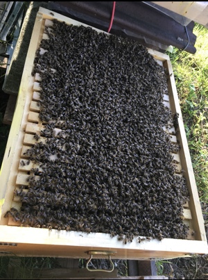 Bienenvölker Wirtschaftsvölker zu verkaufen Bild 4