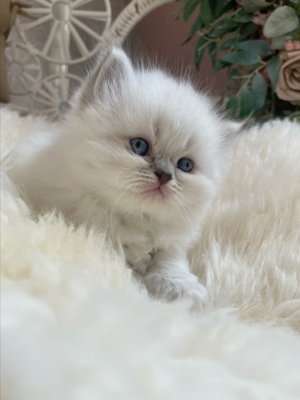 Perser kitten mit Blauen Augen  Bild 1