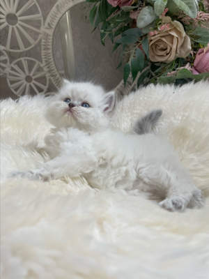 Perser kitten mit Blauen Augen  Bild 3