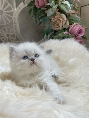 Perser kitten mit Blauen Augen  Bild 4