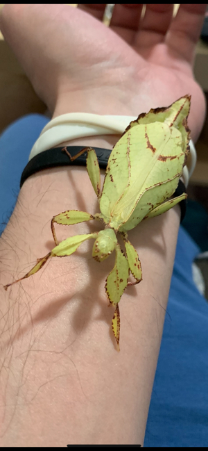 Phyllium philippinicum, Extatosoma tiaratum, Sungaya inexpectata(sunny stick insect) Phasmiden