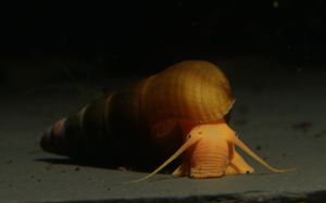 Tylomelania sp. Apricot   Oliv - Turmdeckelschnecke - Sulawesi