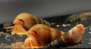 Tylomelania sp. Apricot   Oliv - Turmdeckelschnecke - Sulawesi Bild 6