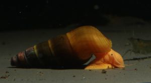 Tylomelania sp. Apricot   Oliv - Turmdeckelschnecke - Sulawesi Bild 5