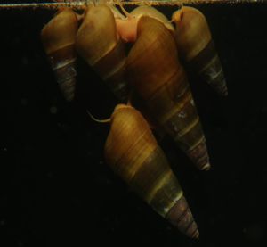Tylomelania sp. Apricot   Oliv - Turmdeckelschnecke - Sulawesi Bild 3
