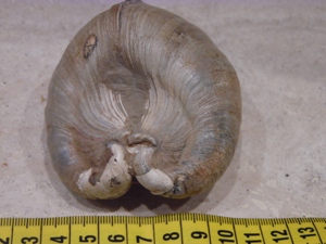 Mineralien Fossilien Muschel Bild 2