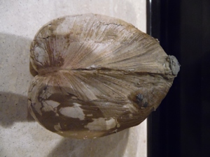 Mineralien Fossilien Muschel