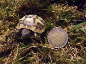 Griechische Landschildkröten (THB), NZ 2022 Bild 6