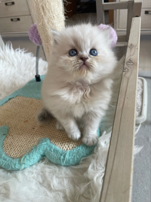 Perser kitten mit Blauen Augen  Bild 8