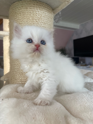 Perser kitten mit Blauen Augen  Bild 7