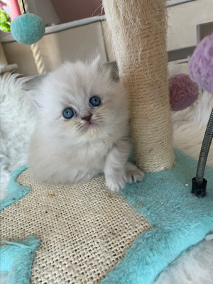Perser kitten mit Blauen Augen  Bild 10