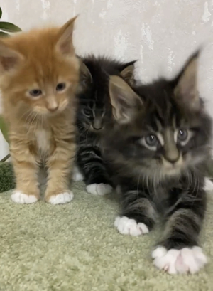 Maine Coon-Kätzchen suchen nun ein liebevolles Zuhause fürs Leben. Bild 1
