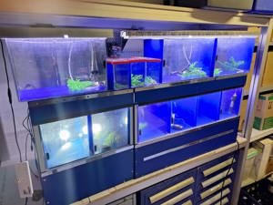 Aquarium Anlage für die Börse  Bild 4