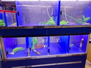 Aquarium Anlage für die Börse  Bild 2