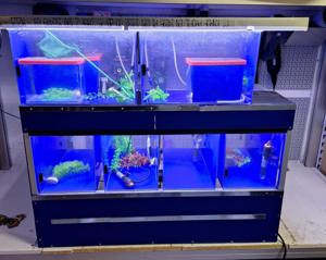 Aquarium Anlage für die Börse  Bild 3