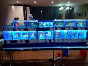 Aquarium Anlage für die Börse  Bild 5