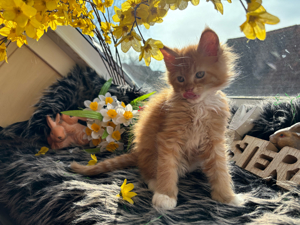 Reinrassige Maine Coon Kitten mit Stammbaum Bild 2