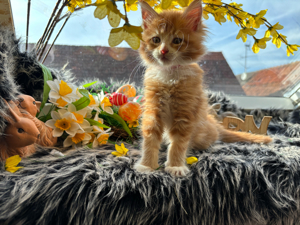 Reinrassige Maine Coon Kitten mit Stammbaum Bild 3