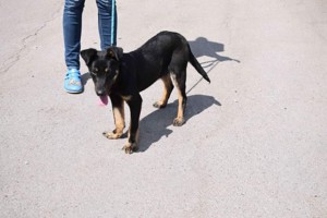 Kacska, zZ in Ungarn, Schäferhund Mix, Rüde, katzenverträglich, sanftmütig