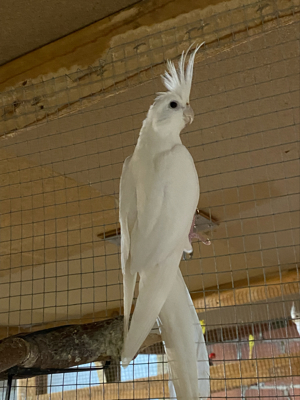 Albino Nymphensittiche