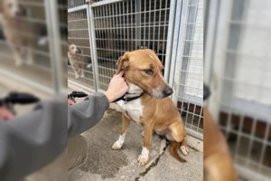 Livi, zZ in Ungarn, Jagdhund Mix, Hündin, verträglich, schüchtern Bild 4
