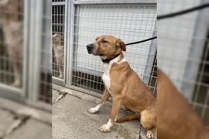 Livi, zZ in Ungarn, Jagdhund Mix, Hündin, verträglich, schüchtern