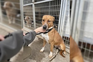 Livi, zZ in Ungarn, Jagdhund Mix, Hündin, verträglich, schüchtern Bild 2