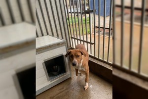 Livi, zZ in Ungarn, Jagdhund Mix, Hündin, verträglich, schüchtern Bild 3
