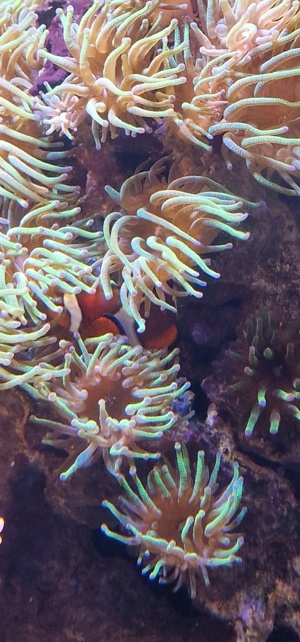  korallen meerwasser Bild 3