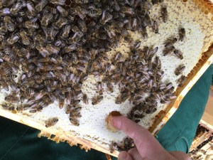 sanftmütige, starke Bienenvölker  Bild 2
