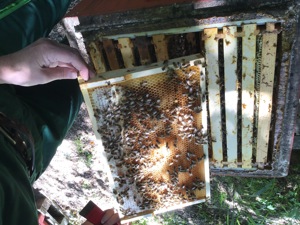 sanftmütige, starke Bienenvölker  Bild 4