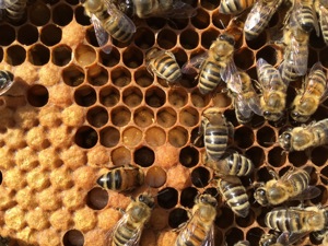 sanftmütige, starke Bienenvölker  Bild 6